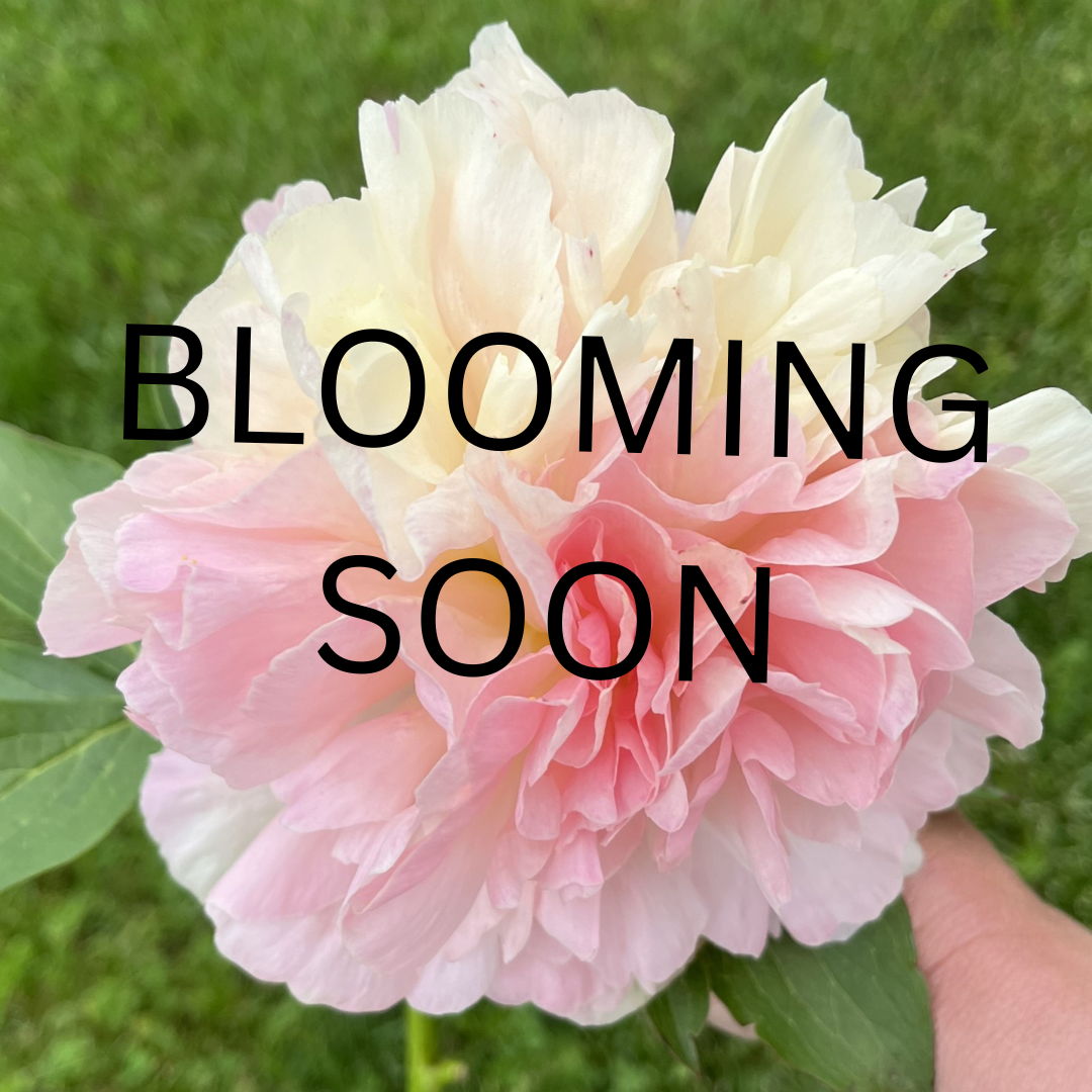 SHOP WHOLESALE CUT PEONY FLOWERS