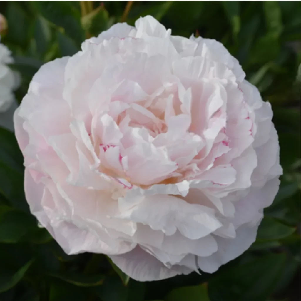 Mother's Choice Root $24 ea FREE shipping
