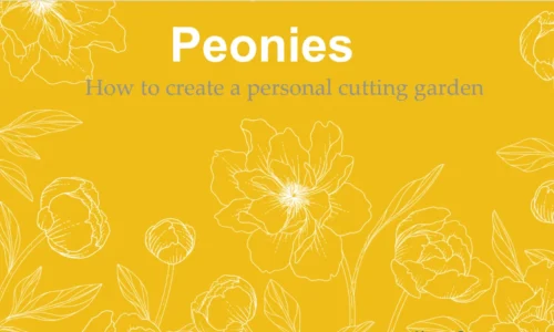 Peonies: How to create a personal cutting garden
