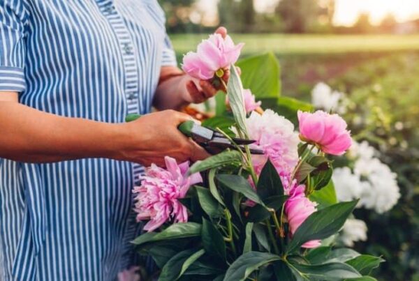 Peonies: How to create a personal cutting garden