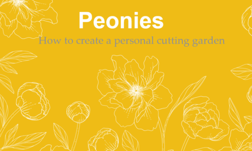 Private Peony Cutting Garden