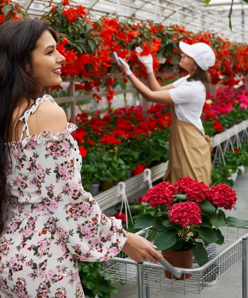 Side view of young brunette woman and young worker choosing beautiful red and different colors in modern large greenhouse. Concept of walking in greenhouse and buy flowers.